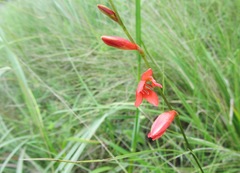 Tritonia disticha