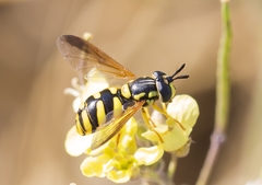 Chrysotoxum intermedium