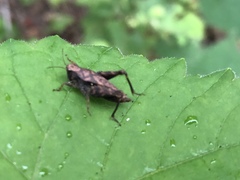Tettigidea lateralis
