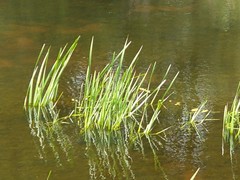 Sparganium erectum