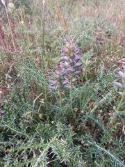 Acanthus spinosus