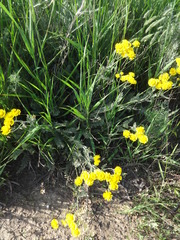 Tanacetum achilleifolium