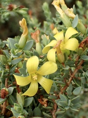 Hypericum aegypticum