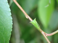 Stictocephala militaris