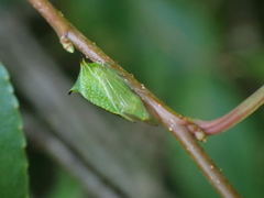 Stictocephala militaris