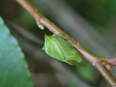 Stictocephala militaris