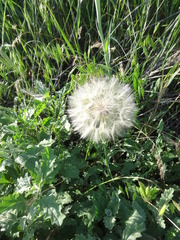 Pseudopodospermum molle