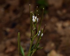 Cardamine hirsuta
