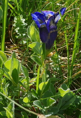 Gentiana acaulis
