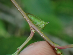 Stictocephala militaris
