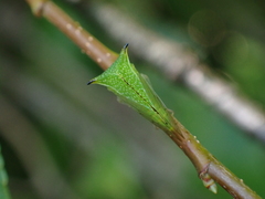 Stictocephala militaris