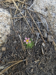 Leptosiphon ciliatus