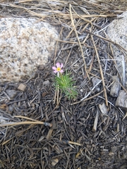 Leptosiphon ciliatus