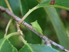 Stictocephala militaris