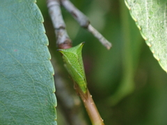Stictocephala militaris