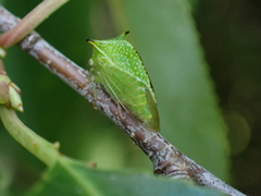 Stictocephala militaris