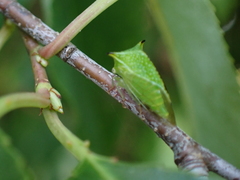 Stictocephala militaris