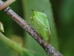 Stictocephala militaris