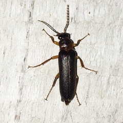 Selonodon