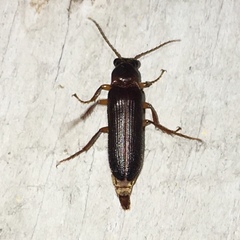 Selonodon