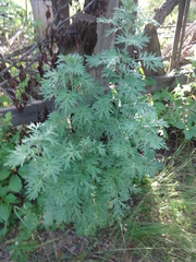 Artemisia abrotanum