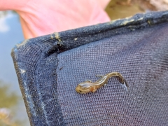 Triturus macedonicus