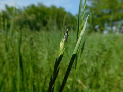 Theophilea subcylindricollis