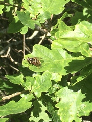 Sericomyia silentis