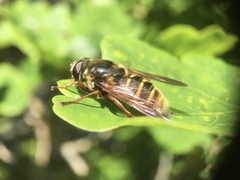 Sericomyia silentis