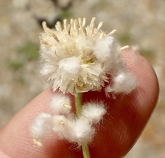 Lasiospermum bipinnatum