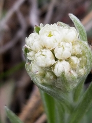 Antennaria anaphaloides