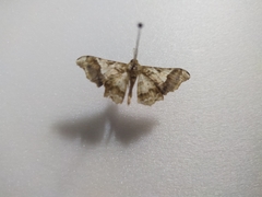 Krananda oliveomarginata