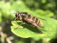 Sericomyia silentis