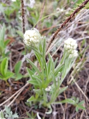 Antennaria anaphaloides