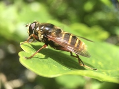 Sericomyia silentis
