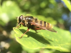 Sericomyia silentis