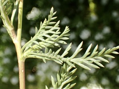 Lasiospermum bipinnatum