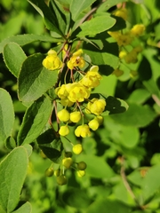 Berberis vulgaris