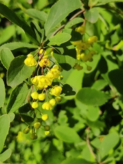 Berberis vulgaris