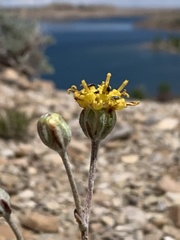 Hymenopappus filifolius nudipes