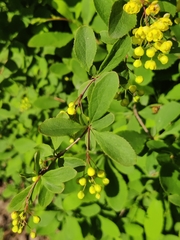 Berberis vulgaris