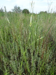 Dianthus lanceolatus