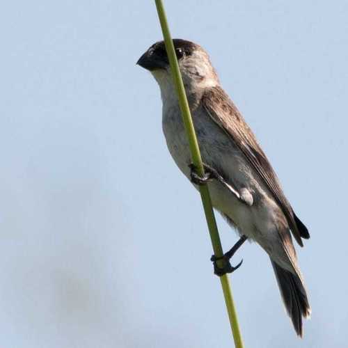Pearly-bellied Seedeater (Sporophila pileata), photo 9