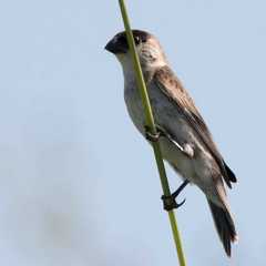 Sporophila pileata
