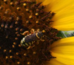 Dianthidium curvatum