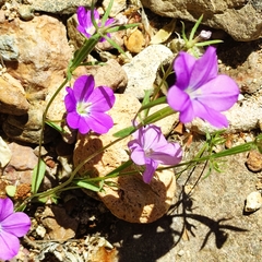 Legousia speculum-veneris