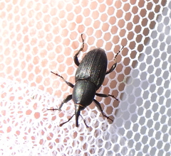 Sphenophorus striatopunctatus