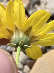 Thelesperma subnudum