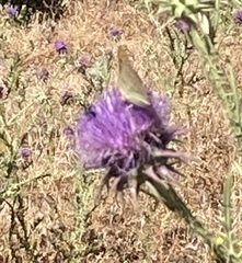Argynnis pandora