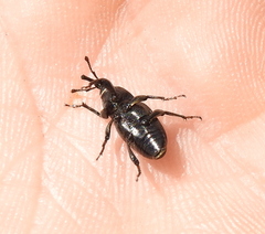 Sphenophorus striatopunctatus